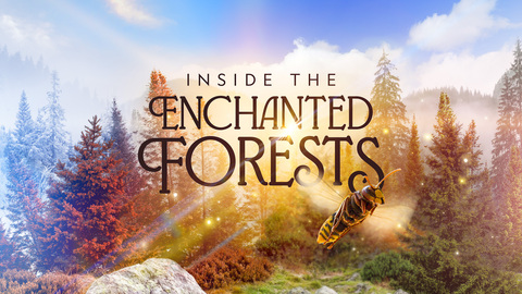 Inside the Enchanted Forests