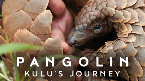 Pangolin: Kulu's Journey